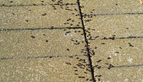 Insect Pest Control - PFM Group