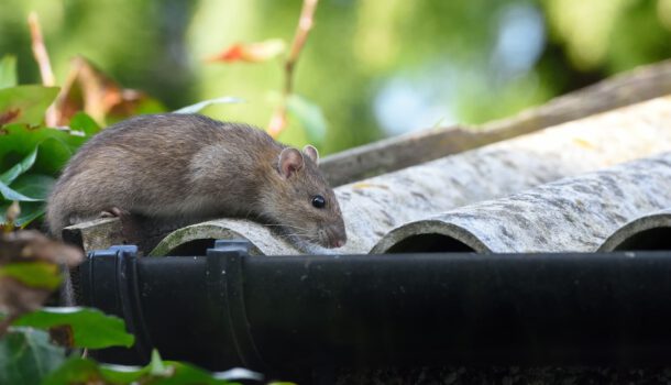 Rodent Pest Control - PFM Group