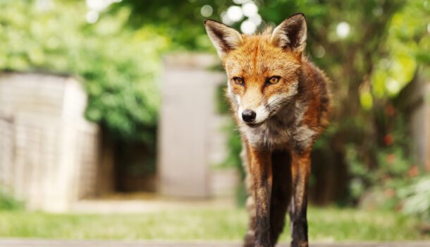 Wildlife Control