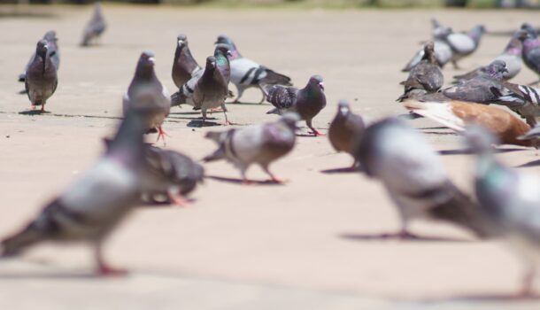 payters facilities management bird pest control