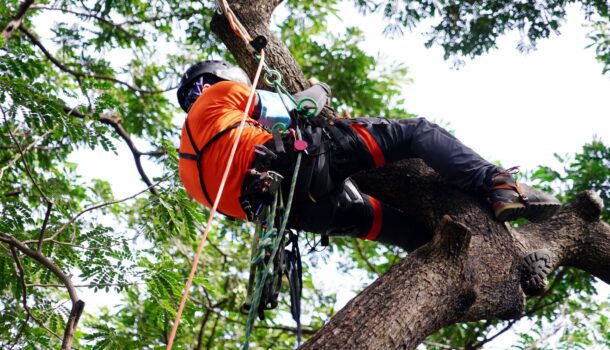 Tree surgery from PFM Group