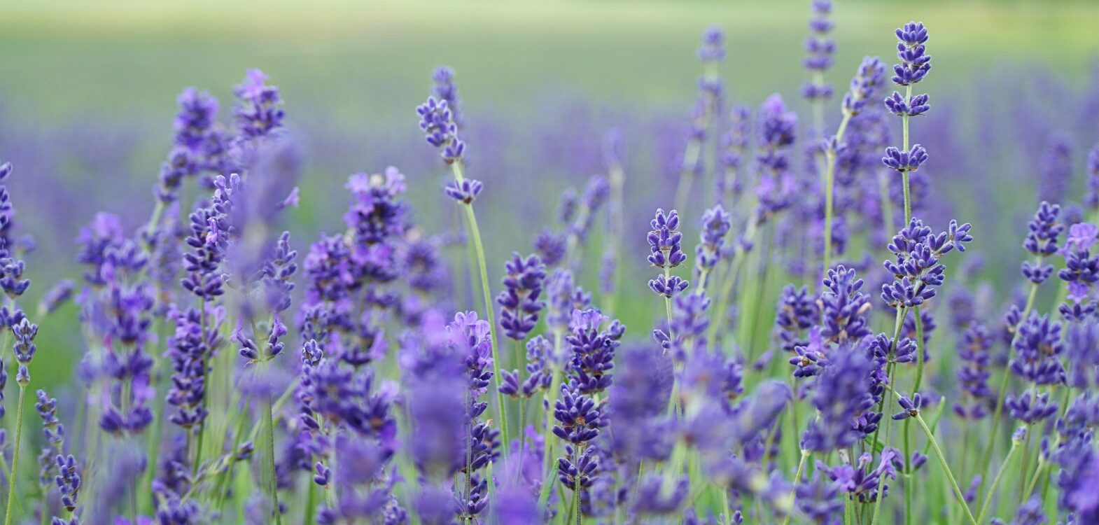 Nurturing Nature for Mental Wellbeing: PFM Group’s Ground Maintenance at Windmill Hill Business Park