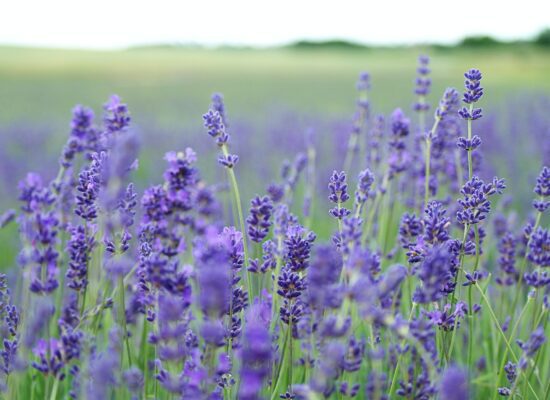 Nurturing Nature for Mental Wellbeing: PFM Group’s Ground Maintenance at Windmill Hill Business Park